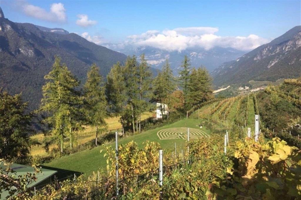 Opportunità nella viticoltura d'alta montagna
