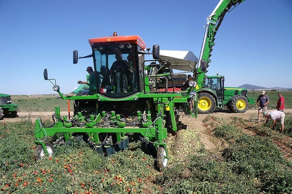 Una macchina raccoglitrice di pomodoro di Guaresi, azienda ferrarese leader del settore (foto aziendale)