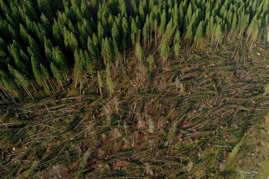 I boschi millenari dell'Altipiano di Asiago devastati dal vento