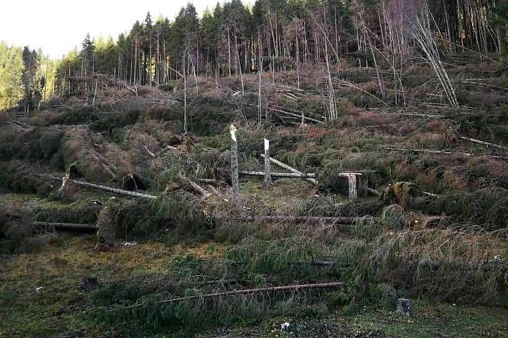 I boschi millenari dell'Altipiano di Asiago devastati dal vento