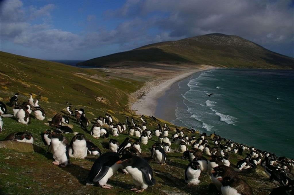 Uno scorcio delle isole Falkland nell'Atlantico del sud