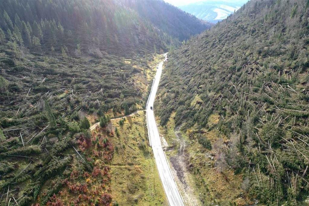 Una foresta nel Bellunese distrutta dal maltempo, il 29 ottobre scorso