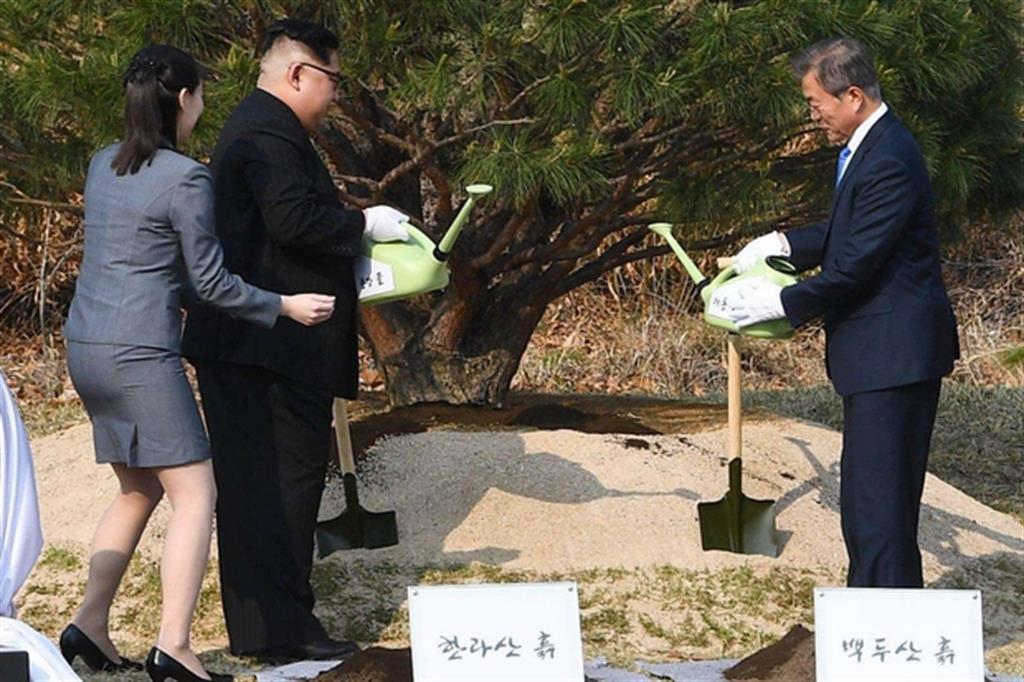 Il presidente sudcoreano Moon Jae-in e il leader nordcoreano Kim Jong-un piantano un albero commemorativo nella zona demilitarizzata di Panmunjom, sede del loro storico incontro (Ansa)