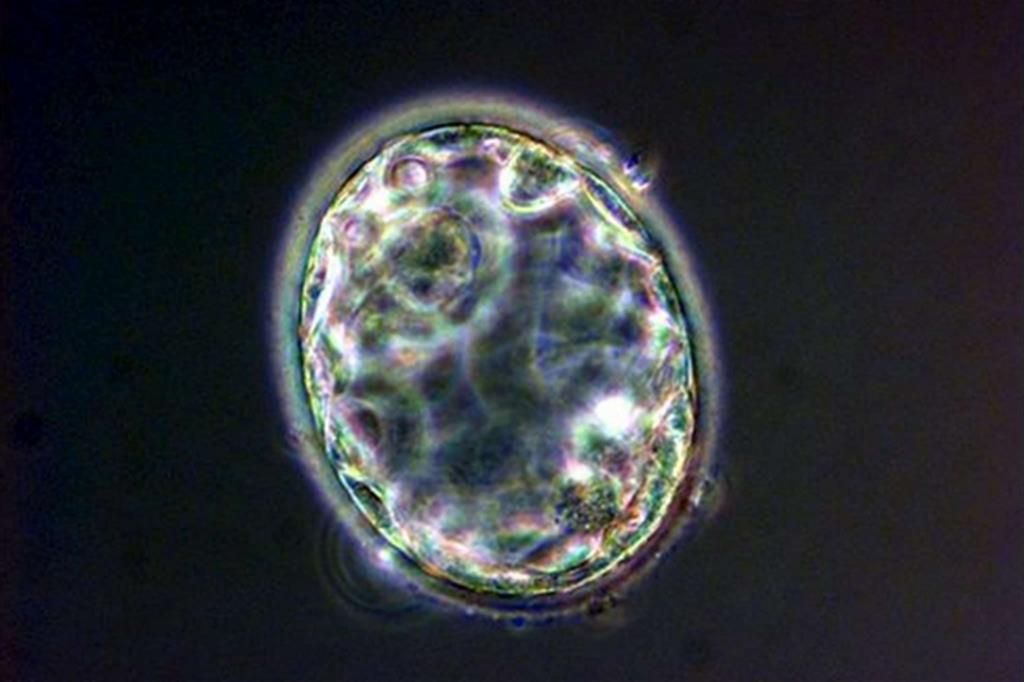 Un embrione (Ansa)