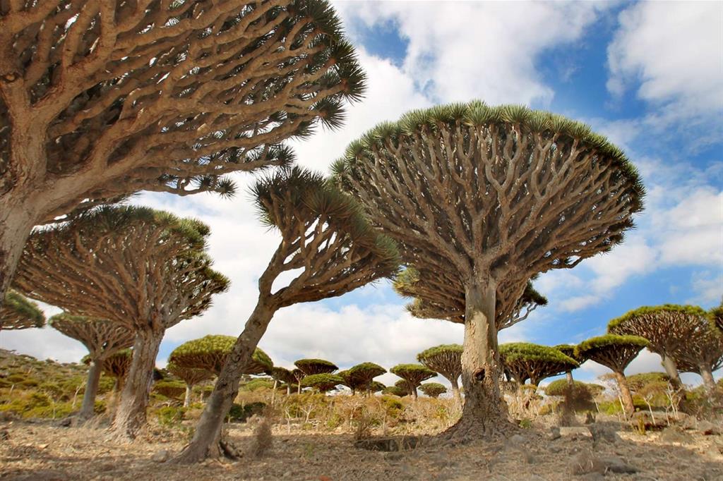 Gli "alberi del dragone" (o "sangue di drago") sono il simbolo di Socotra, l'isola patrimonio dell'umanità che ospita 825 tipologie di fauna e flora di cui un terzo endemiche