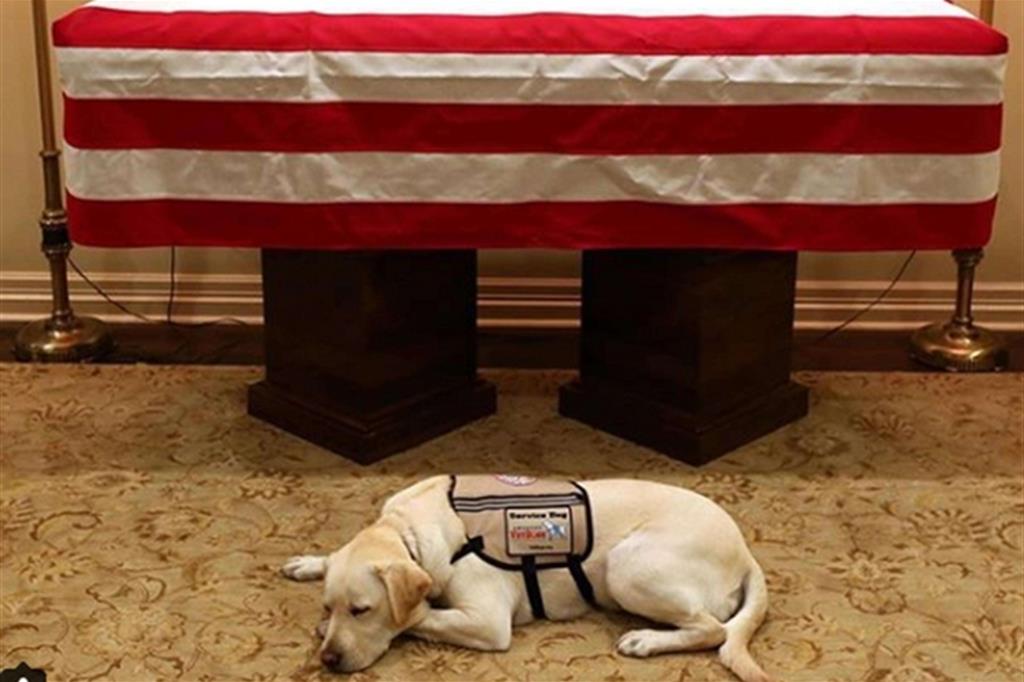 Usa: il cane di George Bush, Sully, veglia davanti alla bara