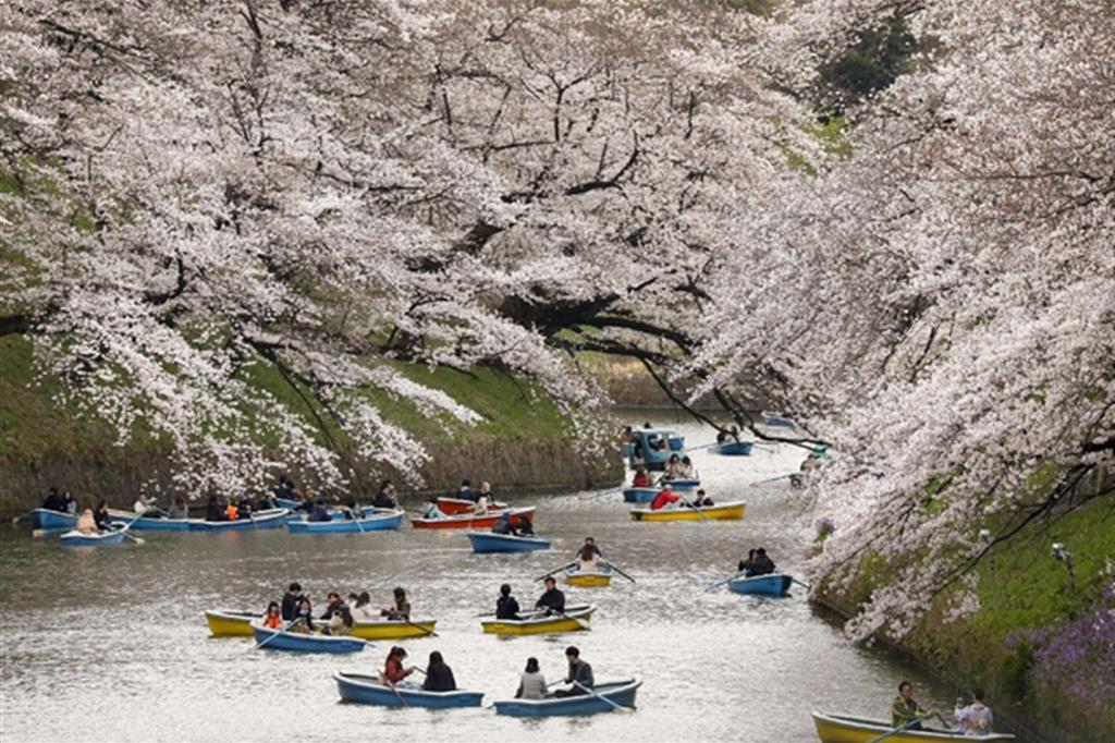 La fioritura dei ciliegi, spettacolo primaverile di Tokyo / Epa/Kimimasa Mayama