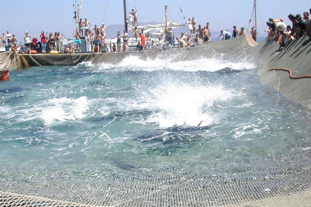La mattanza dei tonni sull'isola di Favignana (Ginoplusio di Wikipedia in italiano)