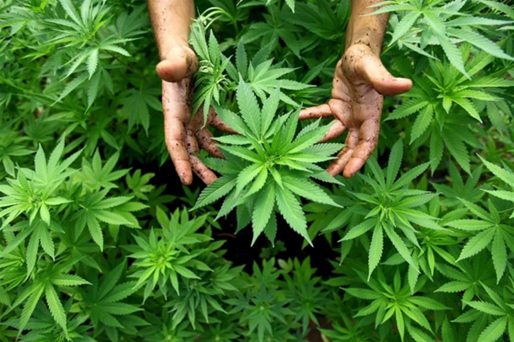 Cassazione choc: coltivare cannabis in casa non è (più) reato
