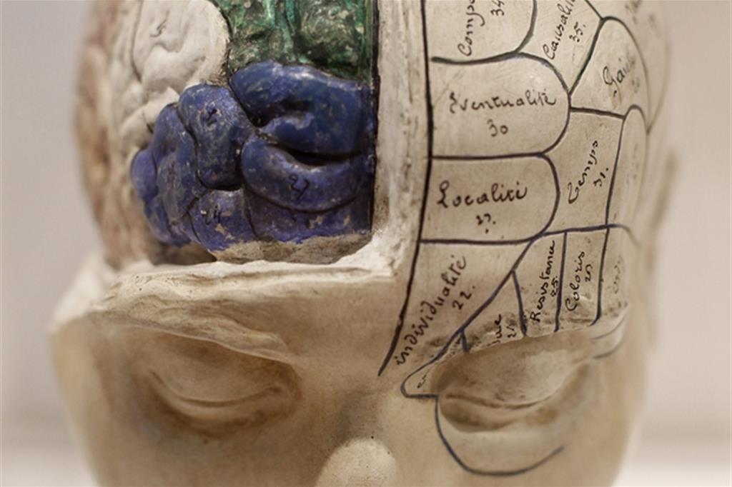 Un modello di cervello umano della metà del 19esimo secolo