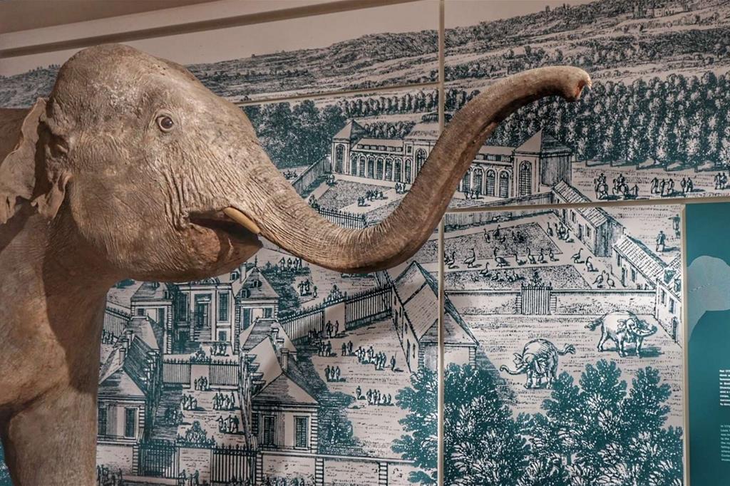 Shanti, l'«elefantina di Napoleone», tra i pezzi più pregiati di Kosmos, il nuovo Museo di storia naturale di Pavia