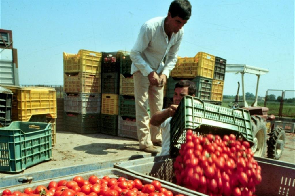 Immigranti al lavoro in agricoltura: non di rado sono irregolari e sfruttati dai "caporali" (Ansa)