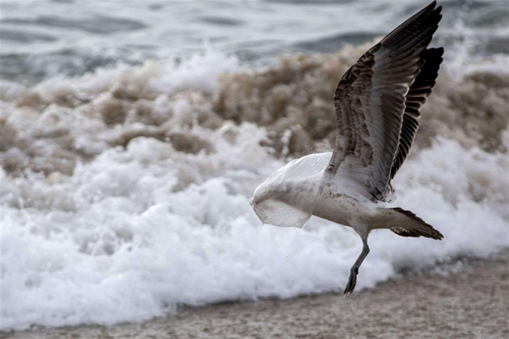 Un albatro in riva al mare con la testa infilata in un sacchetto di plastica