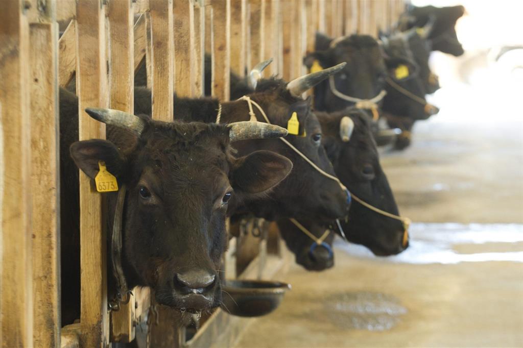 Gli allevamenti intensivi di bovini per la produzione di carne rappresentano un problema ambientale (Ansa)