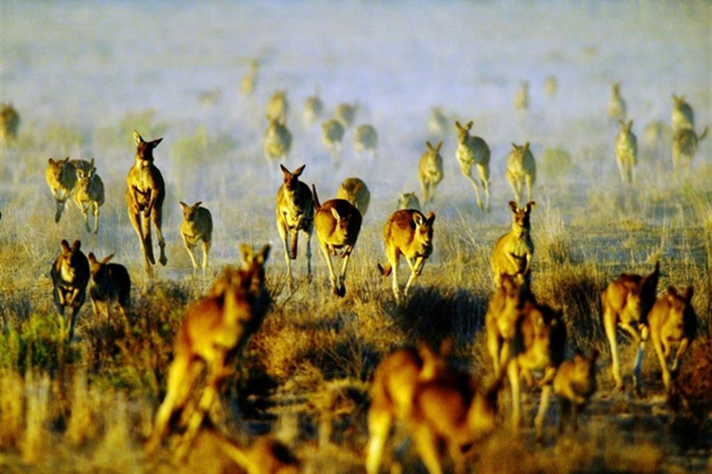 Dal 2000 al 2018 sono stati uccisi più di 44 milioni di canguri in Australia
