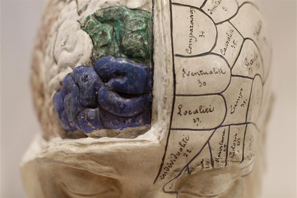 Un modello francese di cervello della metà del 19esimo secolo (archivio Ap)