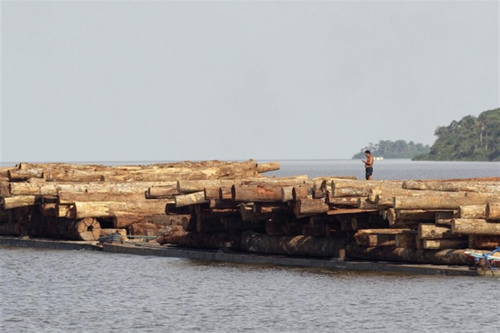 Peones peruviani schiavi del traffico di legname raro