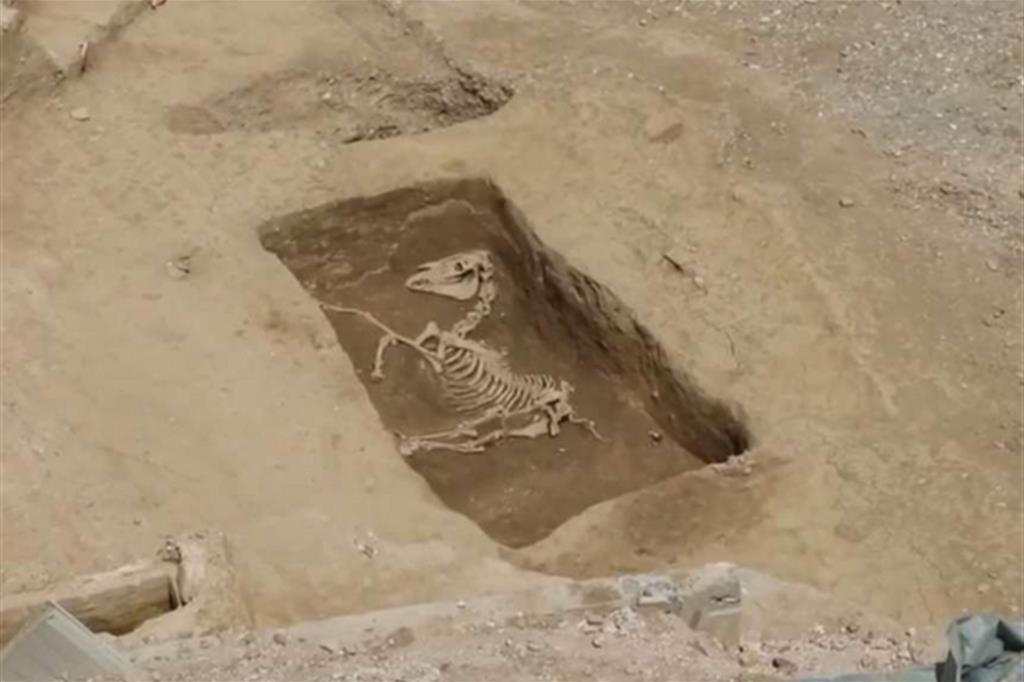 Milano: lo scheletro di cavallo portato alla luce dagli scavi della linea 4 della metropolitana