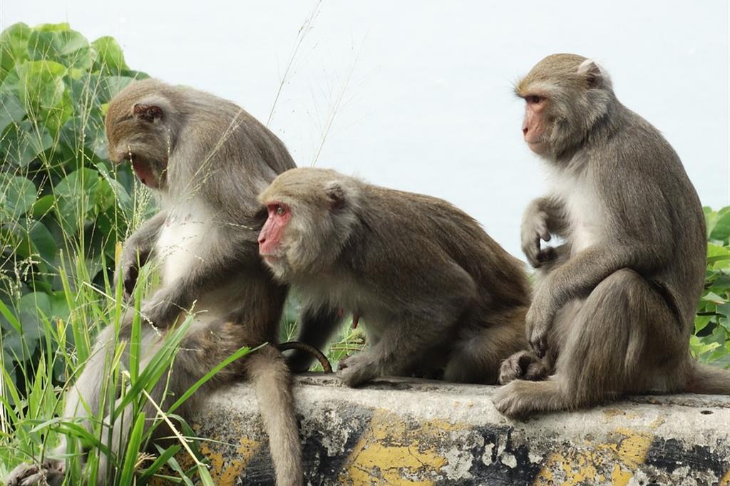In Cina le scimmie con geni umani. Per studiare il cervello si creano ibridi