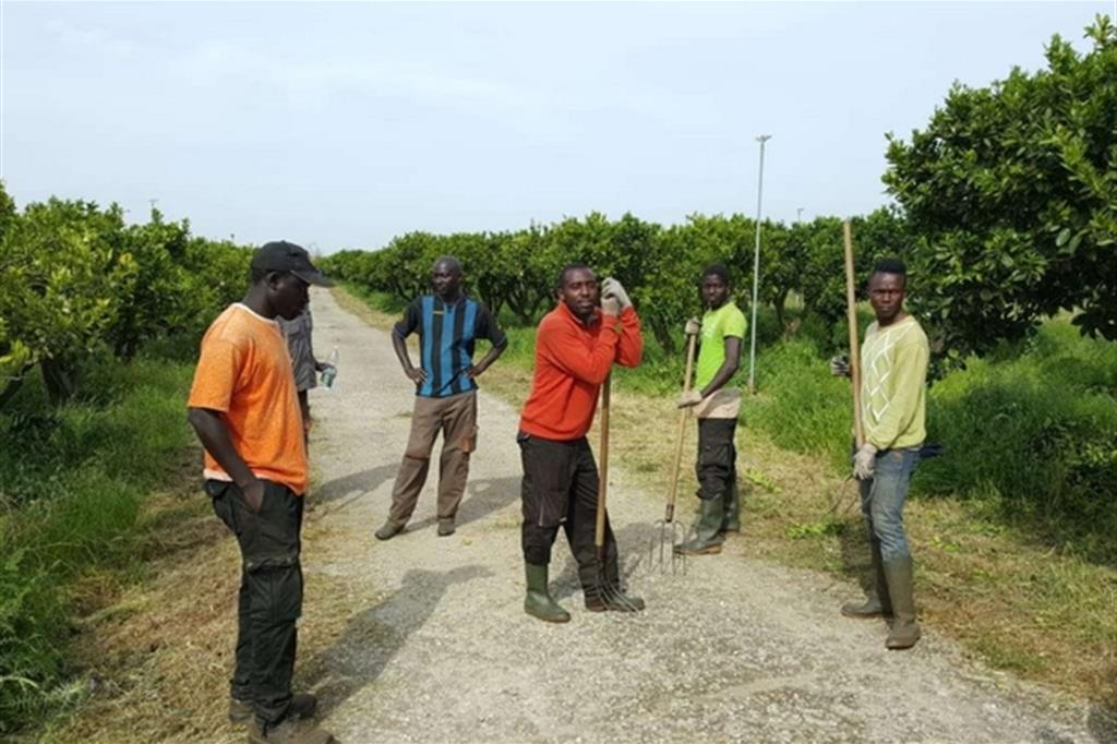 Alcuni dei braccianti che lavorano nella coltivazione delle arance della cooperativa Valle del Marro