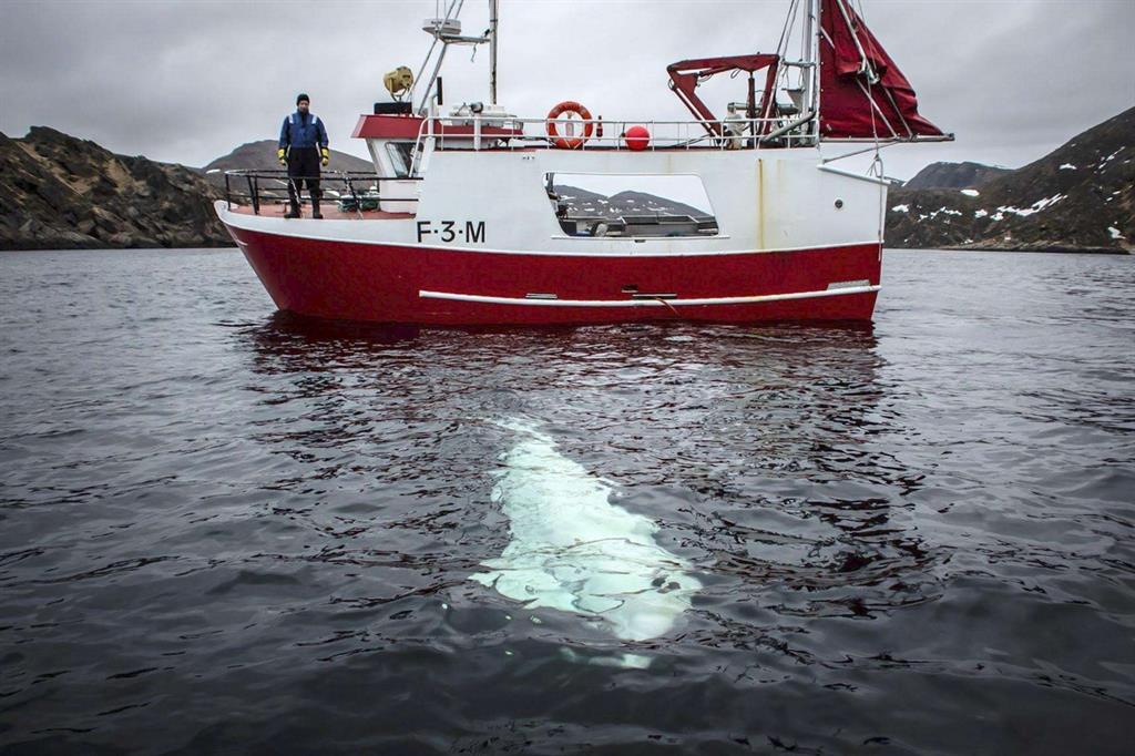 Il beluga con l'imbragatura è stato avvistato dai pescatori al largo della costa settentrionale norvegese, vicino al villaggio di Inga (Ansa) - 