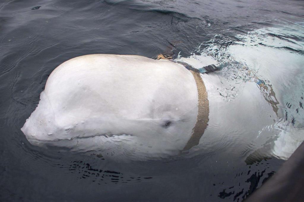 Il beluga con lo strano "collare", rivelatori di fabbricazione russa e forse di origine militare (Ansa) - 