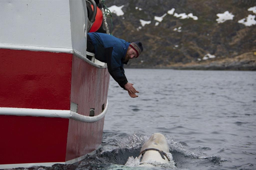 Il pescatore Joar Hesten cerca di attirare il beluga vicino all'imbarcazione in modo che un altro pescatore possa rimuovere l'imbragatura (Ansa) - 