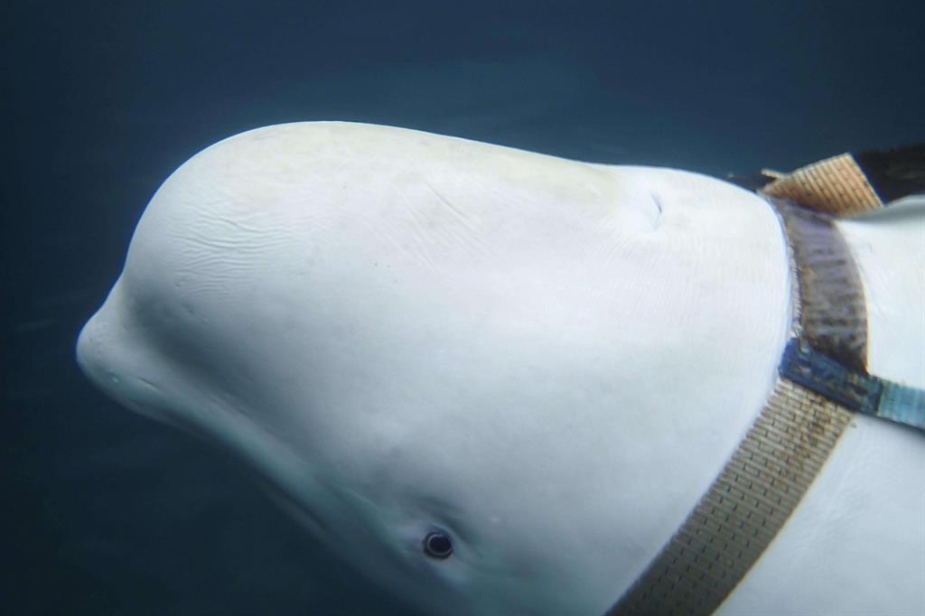 Il beluga con l'imbragatura trovato nel Mare Artico (Ansa) - 