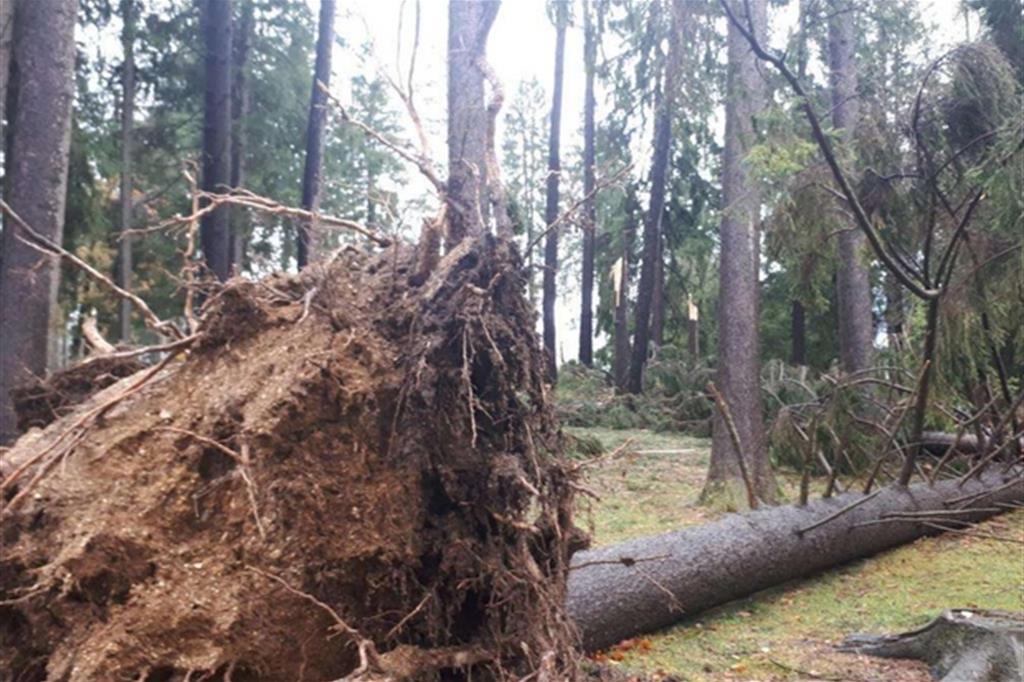 Una delle radici di un albero schiantato sull’Altopiano di Asiago e, accanto, il ceppo di un albero che è già stato tagliato e rimosso