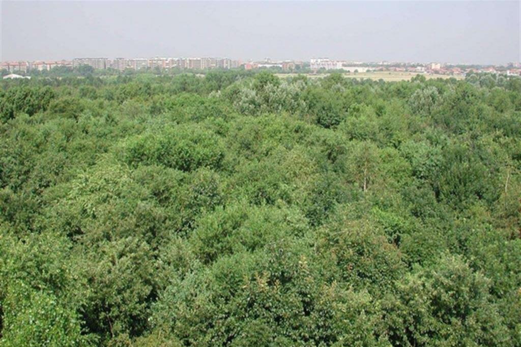 Una veduta del Parco Nord Milano, polmone verde urbano la cui realizzazione è incominciata negli anni 80