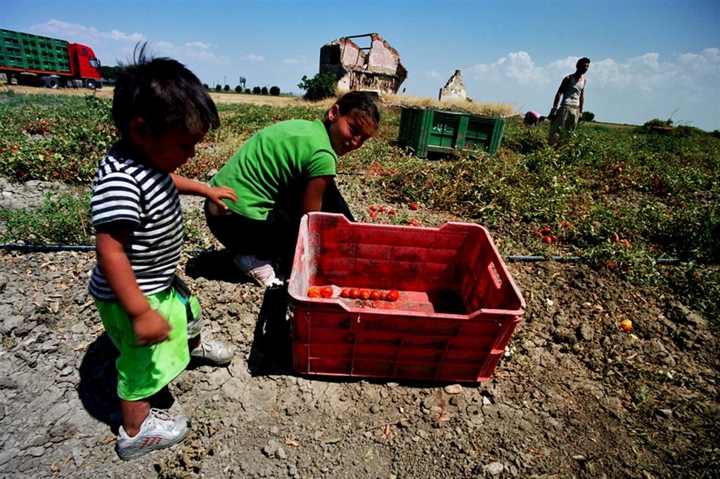 La raccolta dei pomodori nelle campagne di Foggia, da parte di una famiglia rom