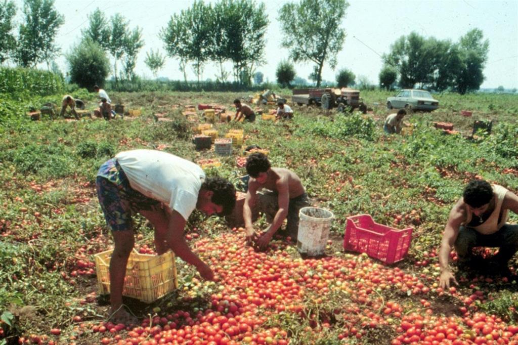 Raccolta dei pomodori nei campi