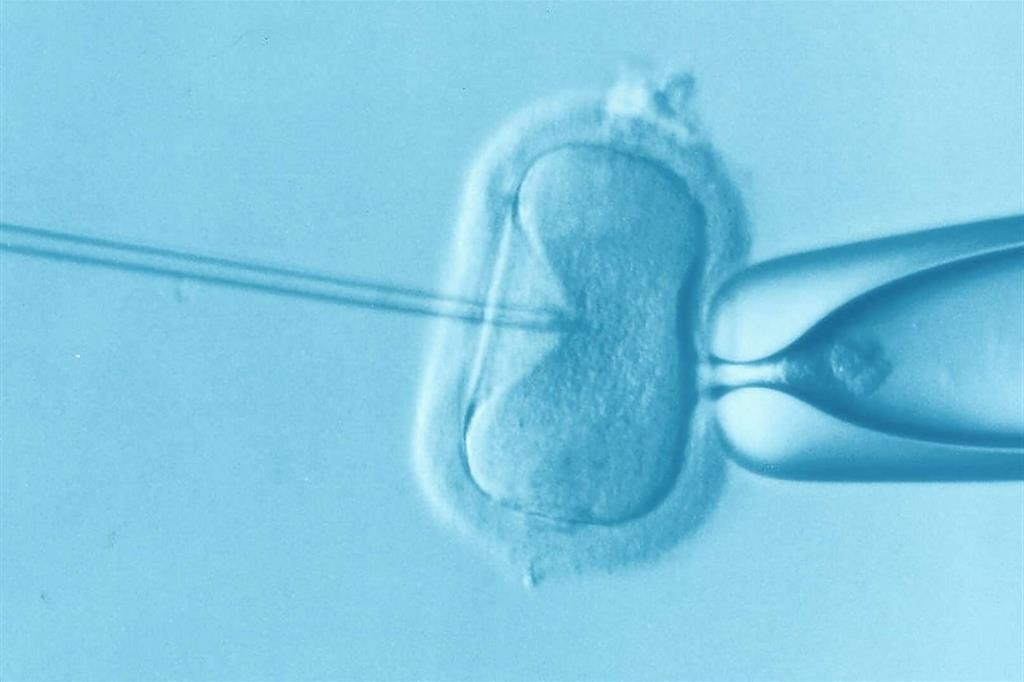 Gene editing, il flop degli embrioni manipolati