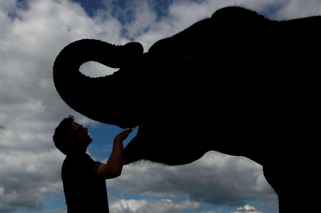 L'elefantessa uccisa solleva il velo sulle contraddizioni dell'India