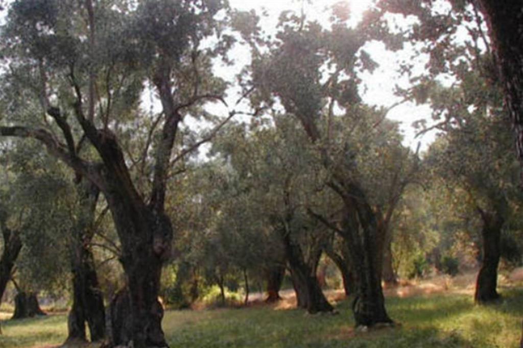 Un anno "no" per l'olivicultura