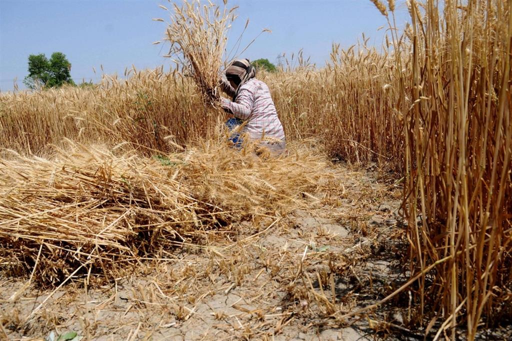 Il del grano a Ghaniabar, nella regione indiana dell'Uttar Pradesh