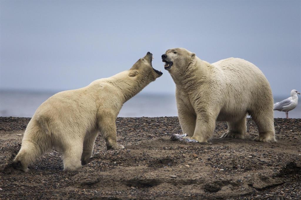 Gli orsi polari rischiamo l'estinzione, secondo un recente studio canadese