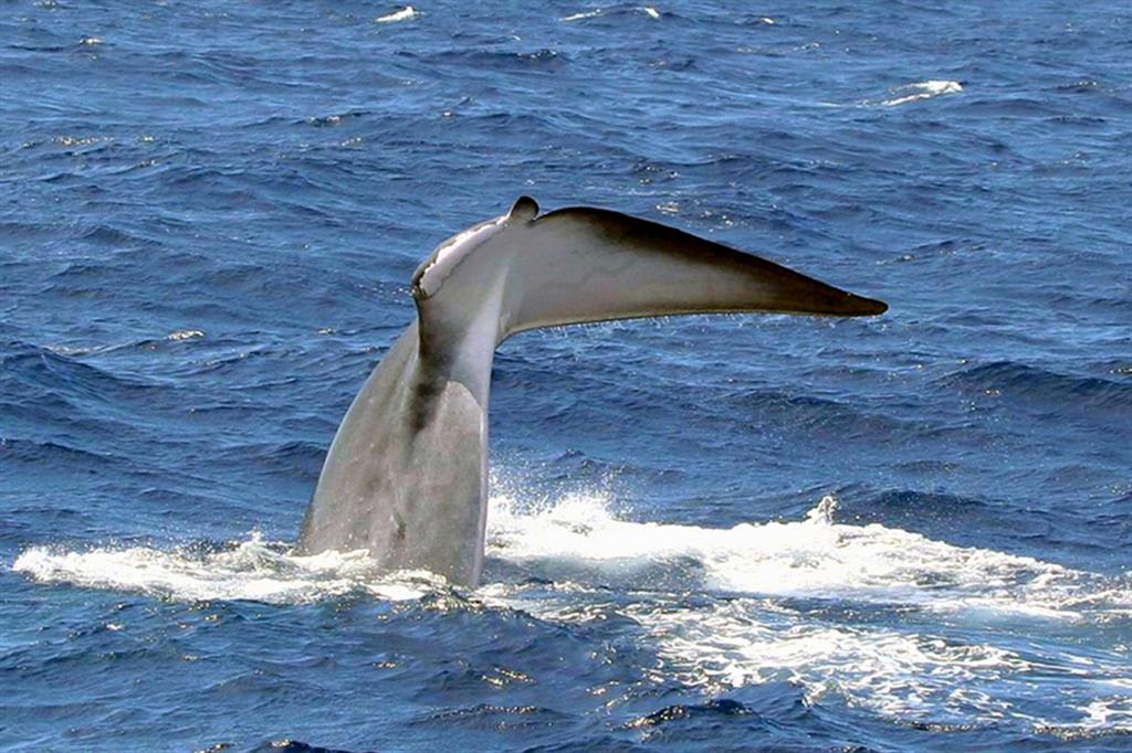 Ascoltate la balena ferita: dice che la natura è di tutti