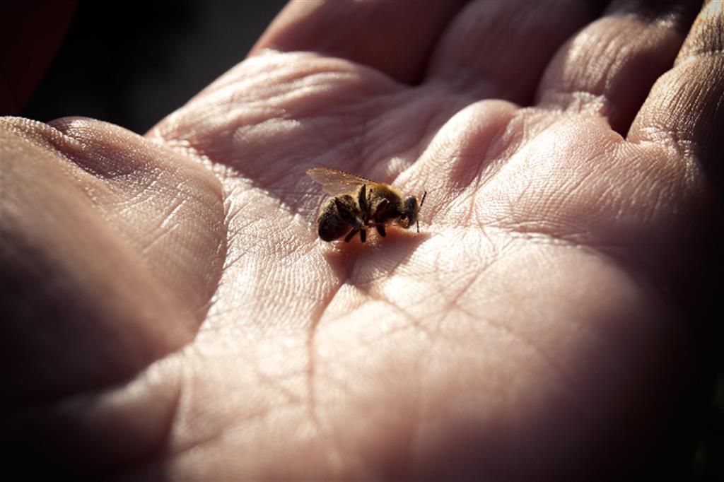 Clima impazzito, api a rischio