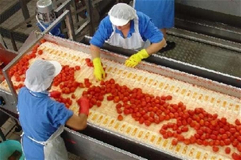 Donne impegnate nella lavorazione del pomodoro