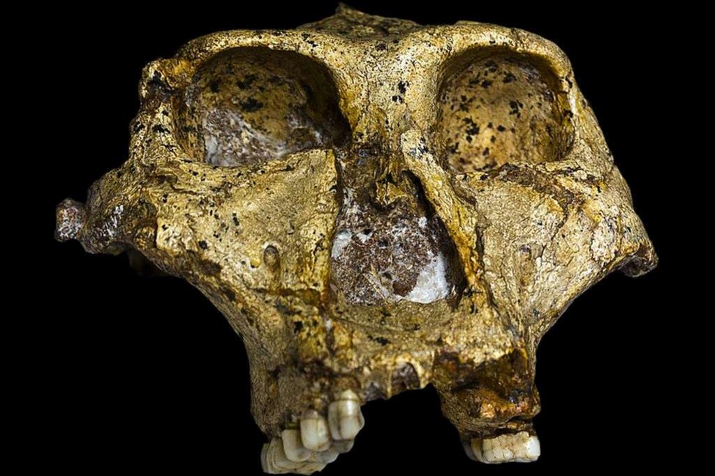 Un cranio di un Paranthropus robustus di 1,8 milioni di anni (SK-48 Swartkrans), scoperto in Sud Africa. Collezione del Transvaal Museum, Northern Flagship Institute, Pretoria Sud Africa.