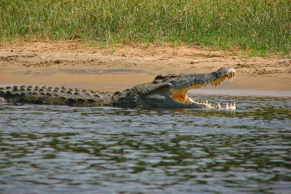 Un coccodrillo del Nilo a Gulu, in Uganda