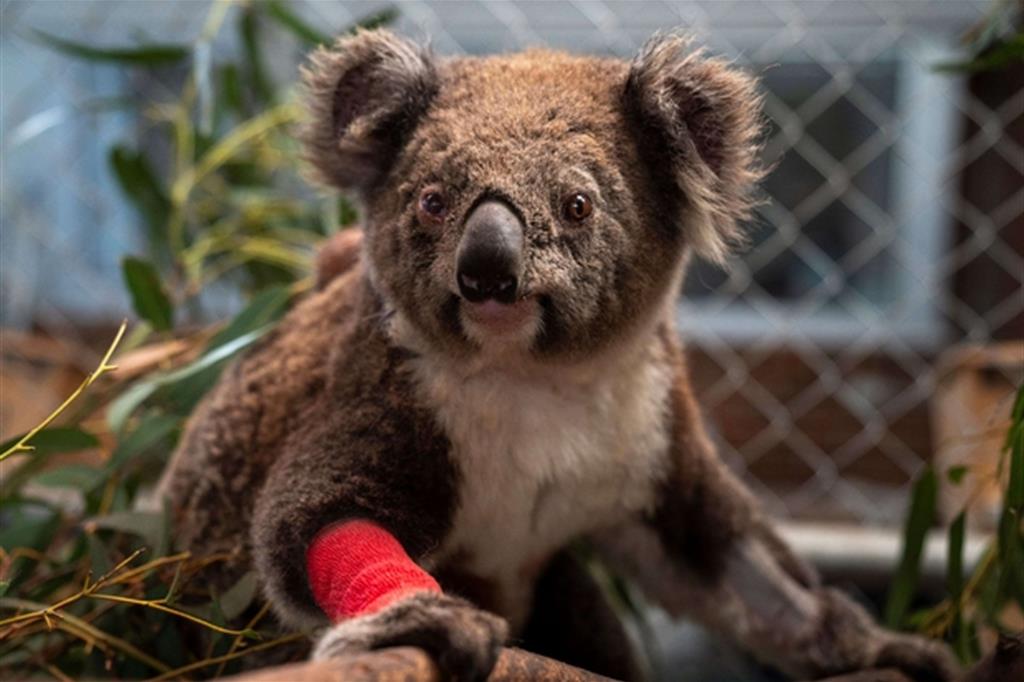 Un koala ferito salvatgop dalle fiamme e ospitato nel campus della Australian National University a Canberra