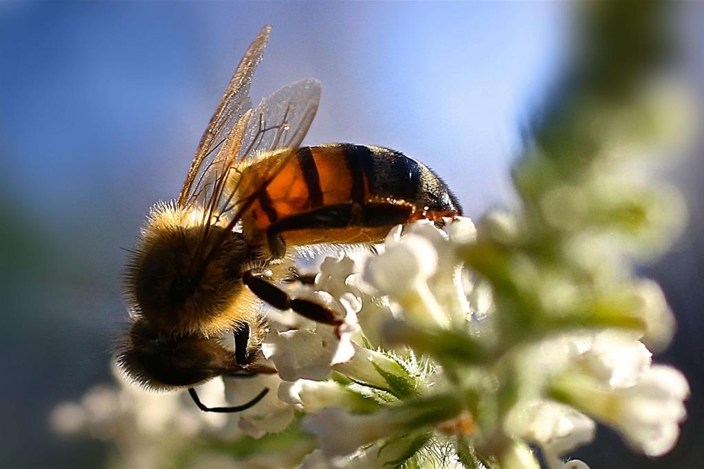 Un'ape al lavoro sul fiore del mandorlo