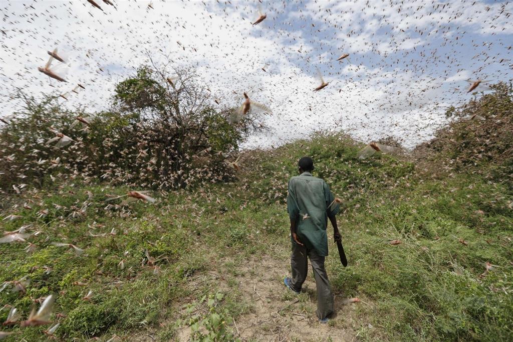 Un uomo tenta di allontanare le locuste dai cespugli nei pressi di Enziu, Kitui County, circa 200 chilometri a est di Nairobi - Ansa/Fao