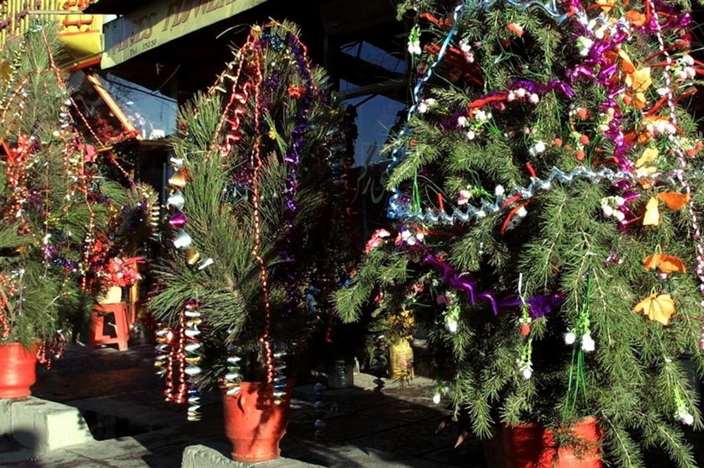 A sorpresa la Francia "libera" la vendita degli alberi di Natale 
