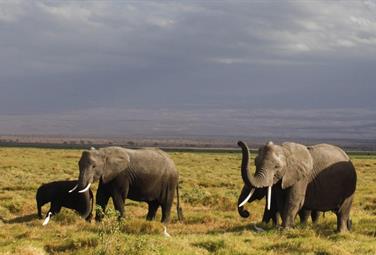 In Namibia il deserto avanza. All'asta 170 elefanti
