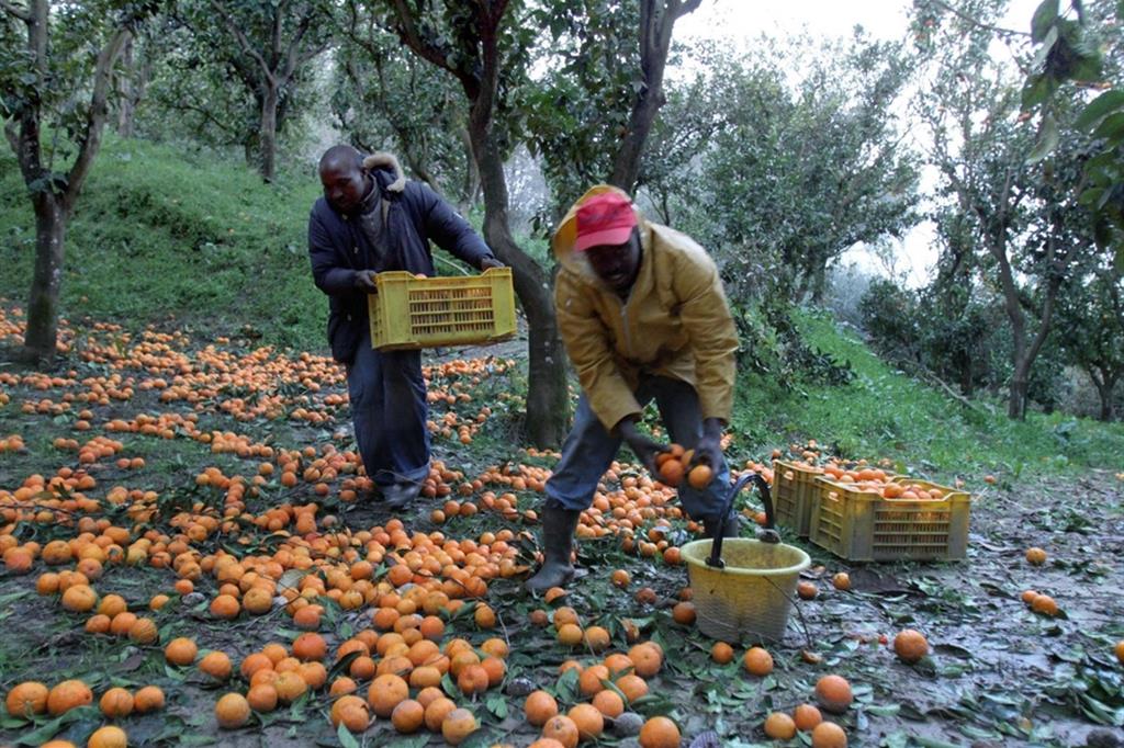 Immigrati africani durante la raccolta delle arance a Rosarno, Reggio Calabria