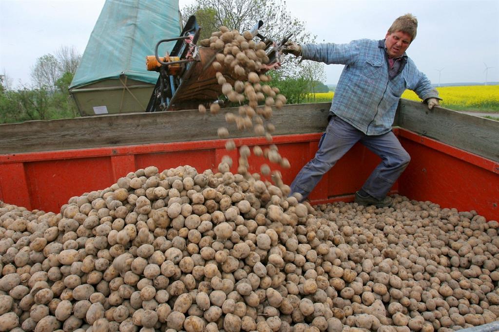 Produzione di patate in Germania