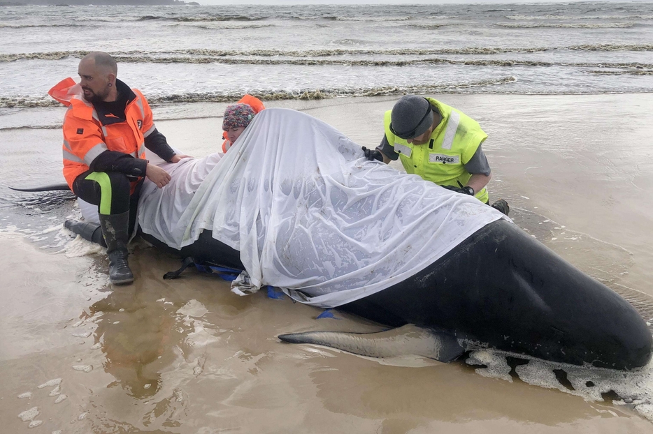 Strage di balene in Tasmania: sono quasi 500 quelle spiaggiate